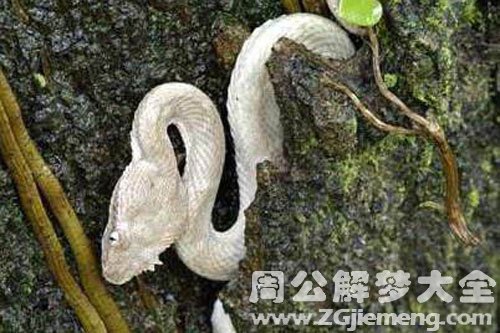 银白色的蛇