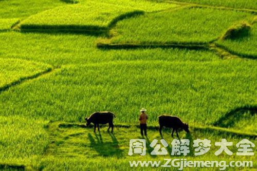 绿油油的稻田