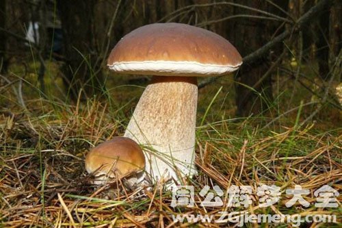 采蘑菇