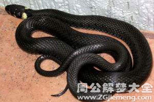 黑色的蛇