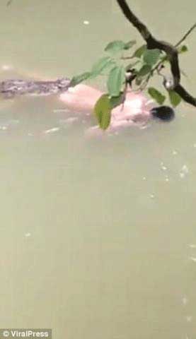 鳄鱼将男子拖入水中-次日将尸体送回