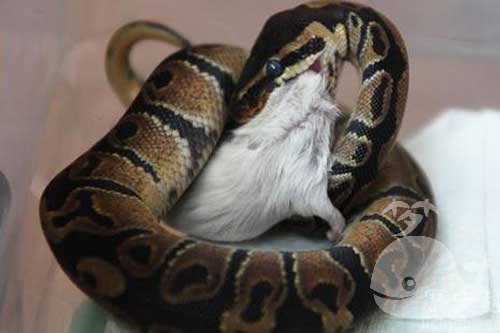蛇吃老鼠