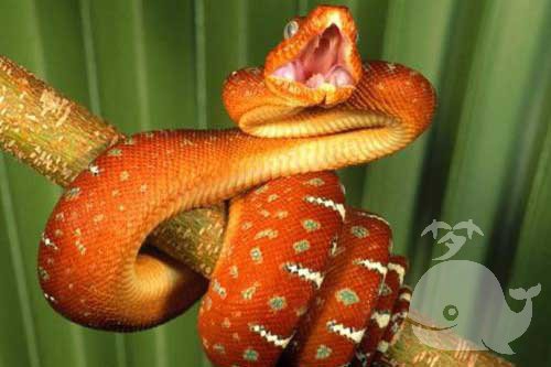 黄红蛇
