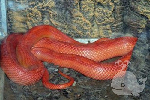 红蛇