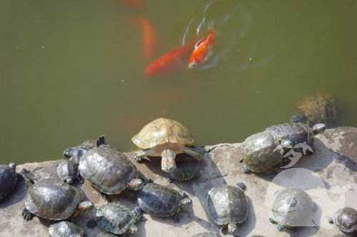 梦见鱼和乌龟死了