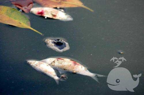 梦见在河里死的鱼