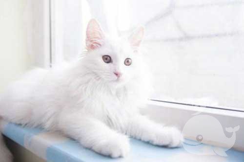 梦见养了两只白色的猫