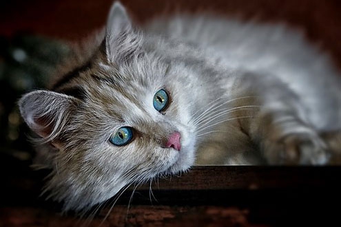 梦见红眼睛猫