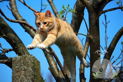 梦见死猫挂在树上