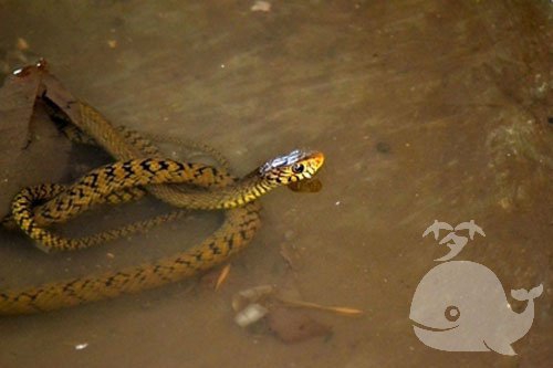 蛇在水里