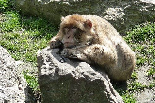 梦见很多猴子在石头上