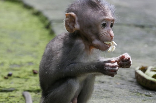 梦见小猴子吃东西