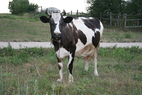 梦见牛在水草地吃