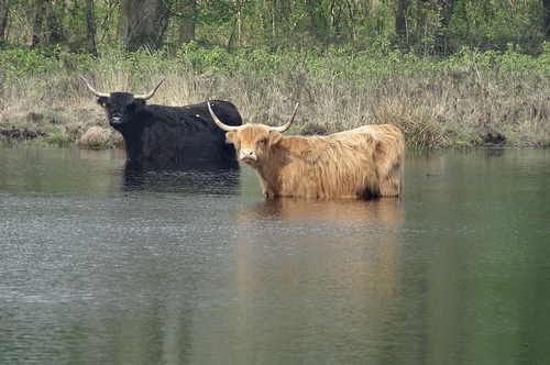 梦见水里死了一头牛