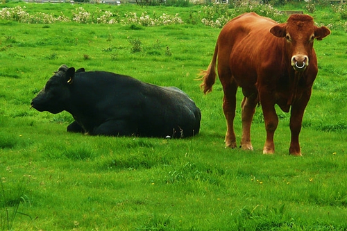 梦见两只牛在吃草