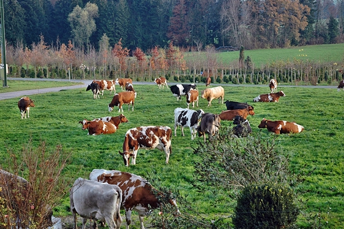 牛在田边吃草