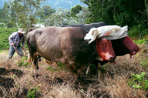梦见家里牛被偷杀