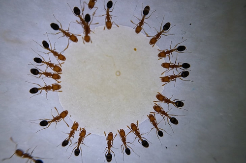 梦见一堆小蚂蚁在墙上爬