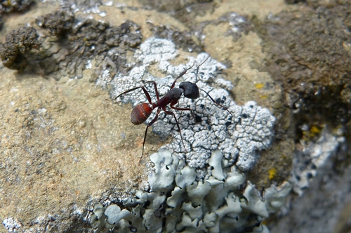 梦见好多的大蚂蚁