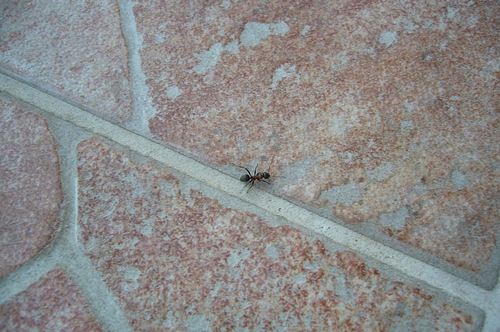 梦见蚂蚁成群爬上墙