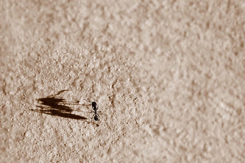 梦见满地蚂蚁和黑虫子