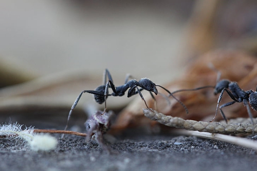 梦见一个蚂蚁爬到身上