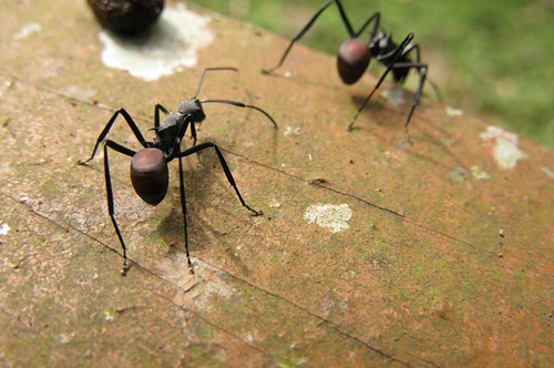 梦见黑蚂蚁在手臂上