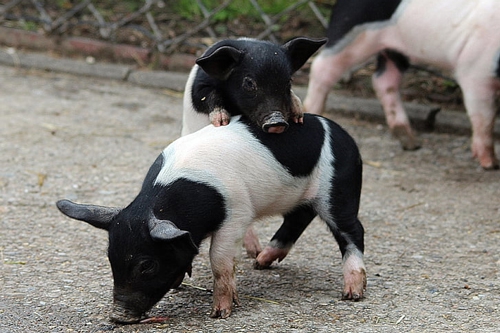 梦见母猪带着一群小黑猪