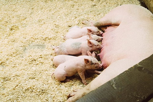 梦见母猪和一大群小乳猪