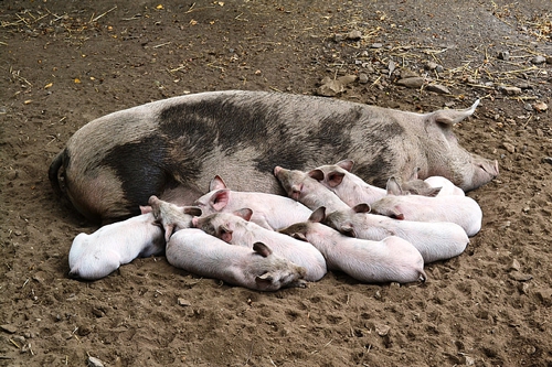 梦见两头母猪和一群小猪