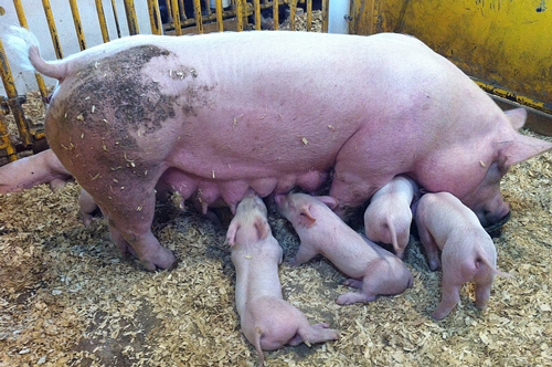梦见母猪生了九只小猪