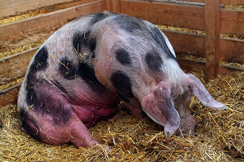 梦见母猪带一群小猪猪