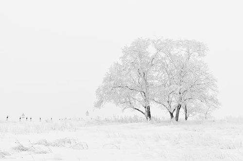 梦见白色的树很漂亮