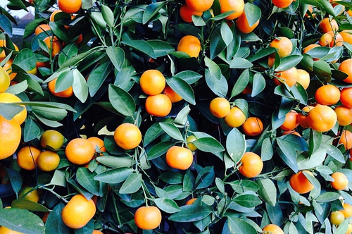 梦见满树熟了的橘子