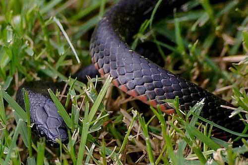 黑色大蛇