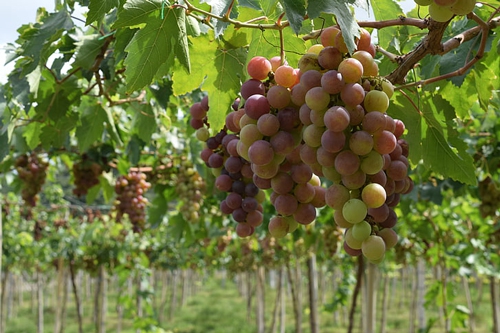 梦见树上吃葡萄是什么意思