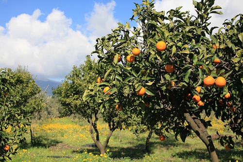 梦见树上结了很大的橘子