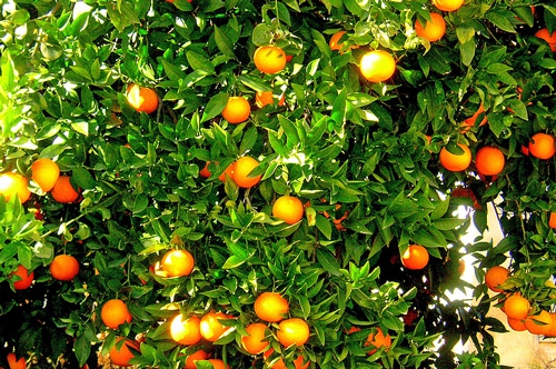梦见桔子树上结着橘子