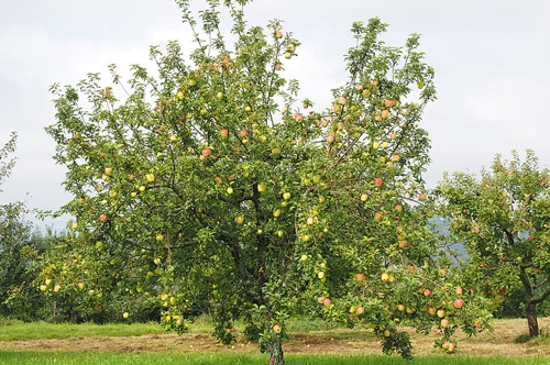 梦见一棵结满苹果的树