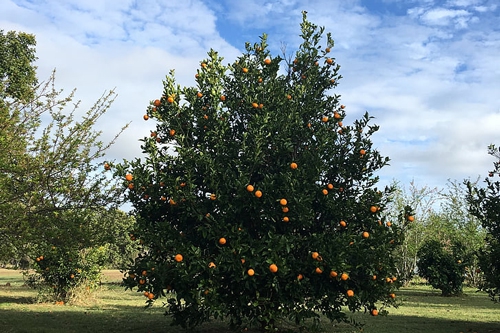 梦见在树上偷摘两个大橘子来吃