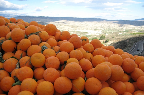 梦见好多好多橘子自己在摘