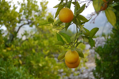 梦见树上接了很甜的橘子
