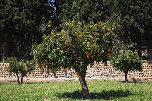 梦见橘子树头折了