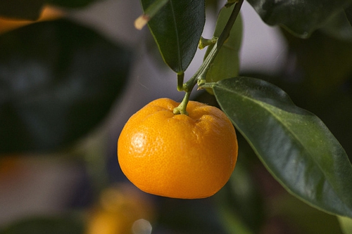 梦见吃杏吃橘子