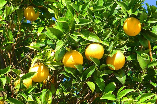 梦见果树结满橘子