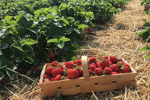 种草莓