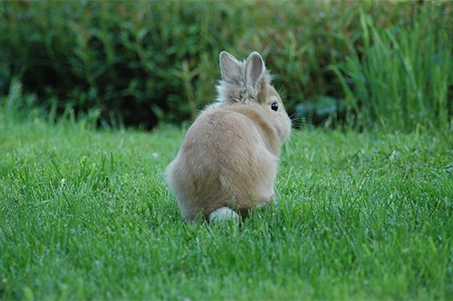 兔子在原野奔跑