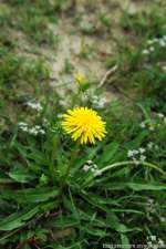 藏地高原的“蒲公英”