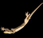 没有翅膀也能高高飞翔