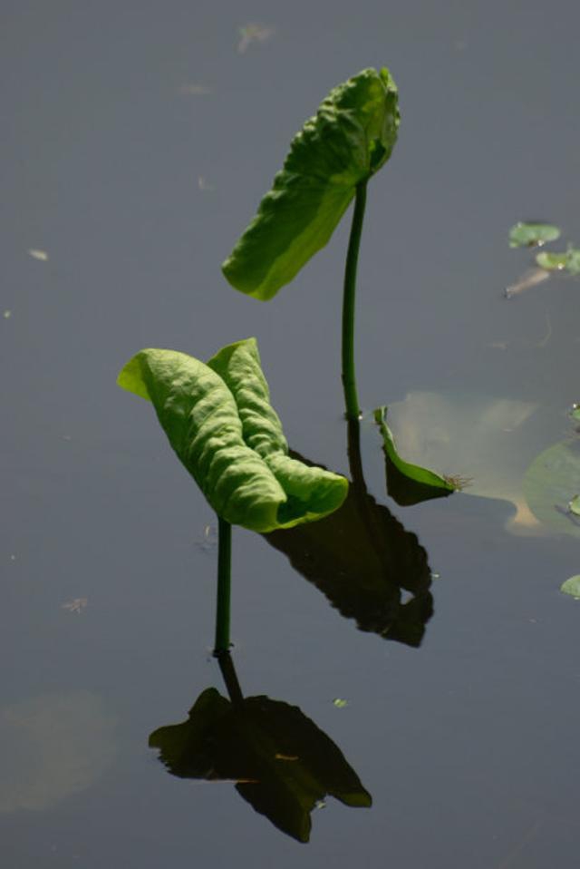 包在荷叶里的月光